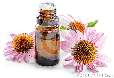 Blooming coneflower heads and bottle of echinacea purple coneflower oil isolated on white background close-up Stock Photo