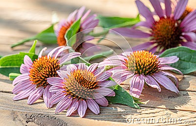 Blooming coneflower heads or echinacea flower on wooden background close-up Stock Photo