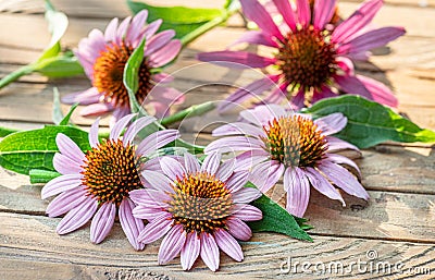 Blooming coneflower heads or echinacea flower on wooden background close-up Stock Photo