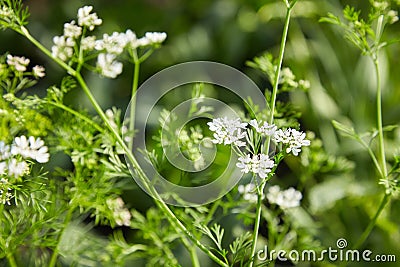 Blooming Coriander Chinese parsley or Coriandrum sativum, Cilantro, Coriander Stock Photo