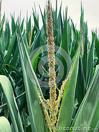 blooming corn, large green corn leaves, ripening corn, plants on the plot Stock Photo