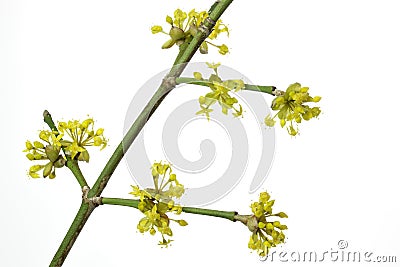 Blooming Cornelian Cherry Stock Photo