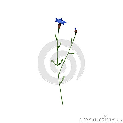 Blooming cornflower. Knapweed flower. Bluebottle on stem. Botanical drawing of field floral plant. Centaurea pullata Vector Illustration