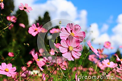 blooming Cosmos bipinnatus or Garden cosmos or Mexican aster flowers Stock Photo