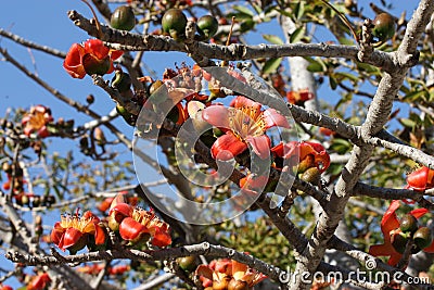Blooming cotton tree (Bombax ceiba, Malabar silk-cotton tree) with red-yellow flowers Stock Photo