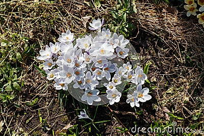 Blooming Crocus chrysanthus of the 'Prins Claus' variety (Snow Crocus) in the garden, top view Stock Photo