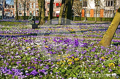 Blooming crocuses on the Emmaplein in Groningen Stock Photo