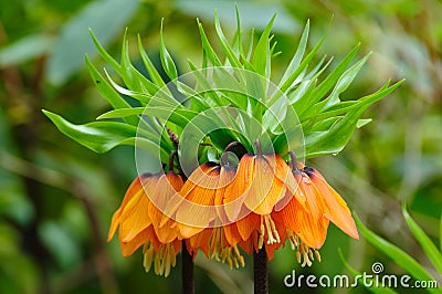 Blooming crown imperial Stock Photo