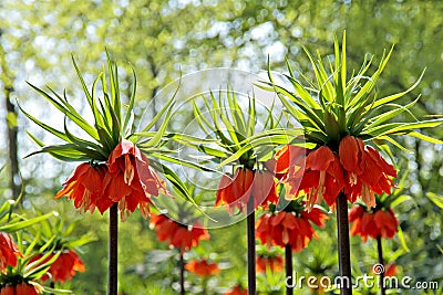 Blooming crown imperial Stock Photo