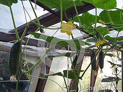 Blooming cucumber flowers and green cucumber vegetables in a greenhouse Stock Photo
