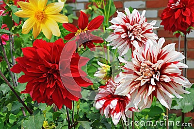 Blooming dahlias different varieties on a bed Stock Photo