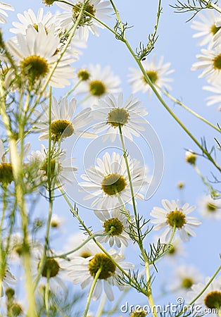 Blooming daisy against a blue sky. White yellow blooming meadow flower Stock Photo