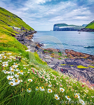 Blooming daisy flowers in Tjornuvik village. Picturesque morning scene of Streymoy island with Eidiskollur cliffs on background. I Stock Photo