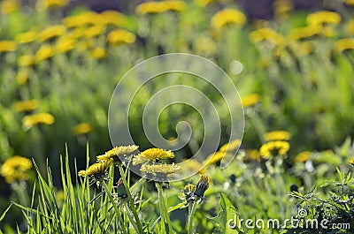 Blooming dandelion flowers Stock Photo