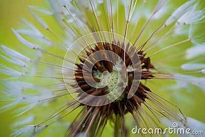 blooming dandelion Stock Photo