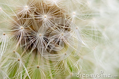 Blooming dandelion Stock Photo