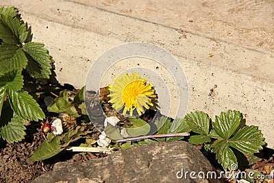 Blooming Dandelion sprouted out of stone. Stock Photo