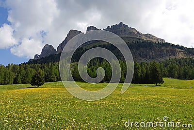 Blooming dandelions on a meadow in Passo di Costalunga. Hillside of mount Catinaccio (Rosengarten) on the background. Stock Photo