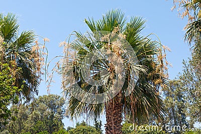 Blooming date palm tree close up. Flowering of the Trachycarpus palm Stock Photo