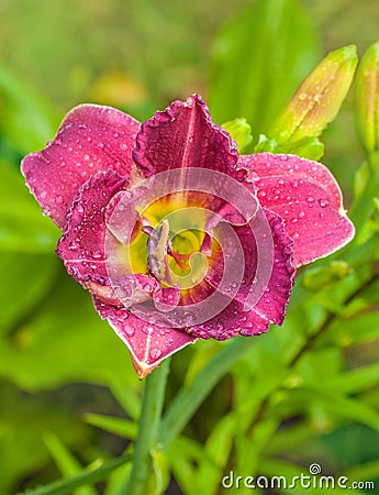 Blooming Daylily of flower beds Stock Photo