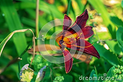Blooming daylily flowers or Hemerocallis flower, close-up on a sunny day. Hemerocallis Black Falcon Ritual. The beauty of an Stock Photo