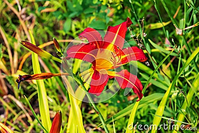 Blooming daylily flowers or Hemerocallis flower, close-up on a sunny day. Hemerocallis Black Falcon Ritual. The beauty of an Stock Photo