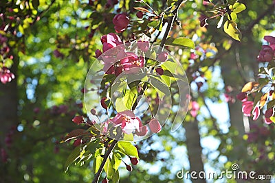 Blooming decorative apple tree. Bright pink flowers in sunny day Stock Photo