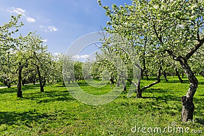 Blooming of decorative white apple trees Stock Photo