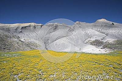 Blooming desert in Capitol Reef Stock Photo