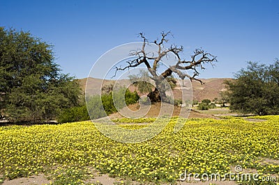 Blooming desert, Namibia, yellow wildflowers, orange dunes, dead tree Stock Photo