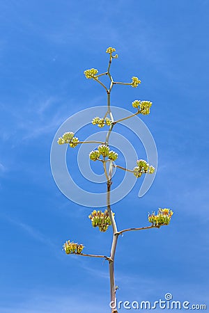 Blooming desert plant in sonora desert museum Stock Photo