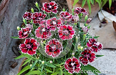 Blooming dianthus chinensis or China Pink flowers in a garden. Stock Photo