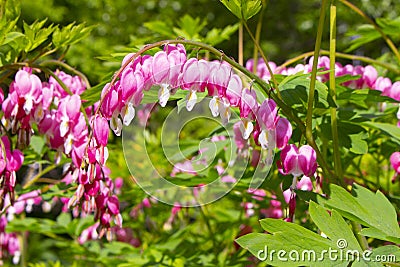 Blooming Dicentra Spectabilis of the Papaveraceae family. Popular name Bleeding Heart, Pink purple flowers in the shape of a heart Stock Photo