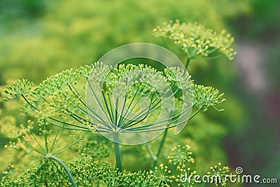 Blooming dill tops top view close up Stock Photo