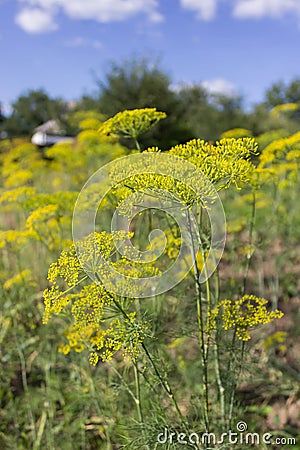 Blooming dill yellow flower in garden Stock Photo