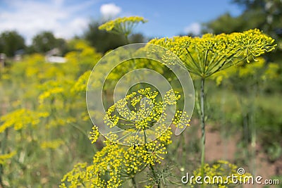 Blooming dill yellow flower in garden Stock Photo