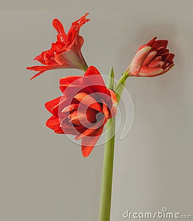 Blooming double hippeastrum (amaryllis) Red Peacock on gray background Stock Photo