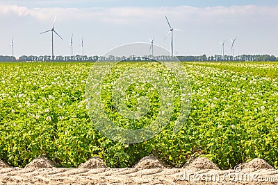 Blooming Dutch agricultural potato field in front of wind turbines in the province of Flevoland Stock Photo