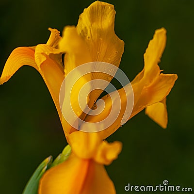 Blooming Dutch Iris Stock Photo