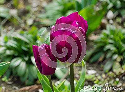 Blooming early tulip Purple Prince in sunny spring day in Arboretum Park Southern Cultures in Sirius Adler. Stock Photo