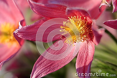 Blooming Eastern Pasque flower, knows also as Prairie Crocus or Cutleaf Anemone - Pulsatilla patens - in spring season in a Stock Photo