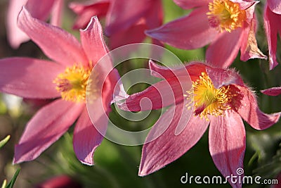 Blooming Eastern Pasque flower, knows also as Prairie Crocus or Cutleaf Anemone - Pulsatilla patens - in spring season in a Stock Photo