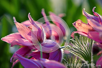 Blooming Eastern Pasque flower, knows also as Prairie Crocus or Cutleaf Anemone - Pulsatilla patens - in spring season in a Stock Photo