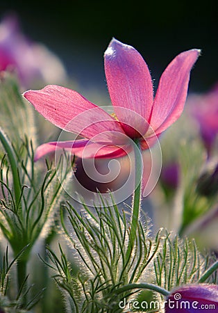 Blooming Eastern Pasque flower, knows also as Prairie Crocus or Cutleaf Anemone - Pulsatilla patens - in spring season in a Stock Photo