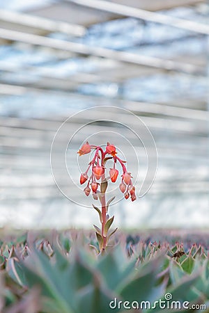 Blooming echeveria cacti plants in a greenhouse Stock Photo