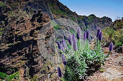 Echium fastuosum in bloom at the edge of cliff Stock Photo