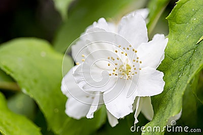 Blooming English dogwood, beautiful delicate white flowers, close-up. Philadelphus coronarius macro petals and stamens Stock Photo