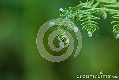 Blooming fern flower in macro format Stock Photo