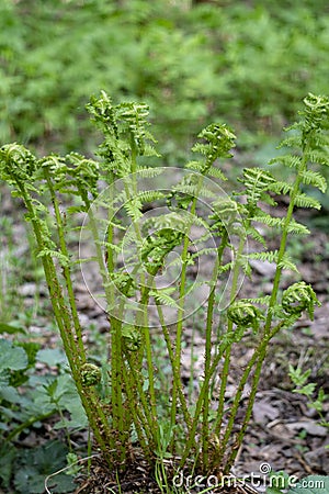 Blooming fern on a in the forest. The concept of unity with nature, peace. Monitoring the growth of fern Stock Photo