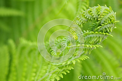 Blooming fern head close-up. Stalks and leaves. Natural backdrop or wallpaper. Light green floral tracery. Spring, summer and warm Stock Photo